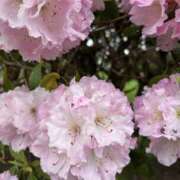 ヒメ日記 2026/05/13 20:52 投稿 るい 蜜系アロマ＆回春エステ～エナジー～Energy