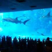 ヒメ日記 2026/02/01 19:21 投稿 澪(みお) Chaleur (シャルール)