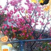 ヒメ日記 2026/03/08 22:57 投稿 澪(みお) Chaleur (シャルール)