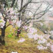 ヒメ日記 2026/04/04 19:44 投稿 澪(みお) Chaleur (シャルール)