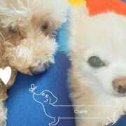 ヒメ日記 2025/06/18 13:59 投稿 ことね 奥様鉄道69 岡山店