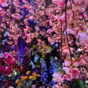 ヒメ日記 2025/04/04 06:30 投稿 よる 和楽(わらく)