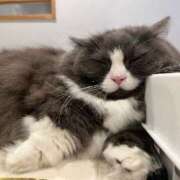 ヒメ日記 2025/04/05 06:00 投稿 よる 和楽(わらく)