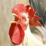 ヒメ日記 2025/04/07 10:00 投稿 よる 和楽(わらく)