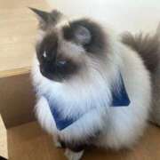 ヒメ日記 2025/08/30 14:00 投稿 よる 和楽(わらく)