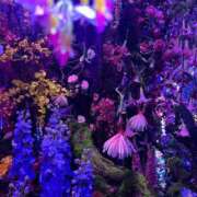 ヒメ日記 2025/12/03 08:01 投稿 よる 和楽(わらく)