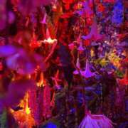 ヒメ日記 2025/12/05 08:00 投稿 よる 和楽(わらく)