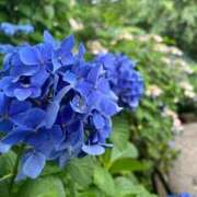 ヒメ日記 2025/12/07 08:01 投稿 よる 和楽(わらく)