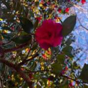 ヒメ日記 2026/02/25 08:01 投稿 よる 和楽(わらく)