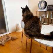 よる 🦋出勤日程＆御予約方法について🦋 和楽(わらく)