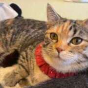 ヒメ日記 2026/03/06 14:00 投稿 よる 和楽(わらく)