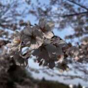 ヒメ日記 2026/04/24 08:01 投稿 よる 和楽(わらく)