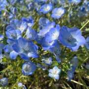ヒメ日記 2026/05/04 08:01 投稿 よる 和楽(わらく)