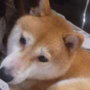 ヒメ日記 2025/12/01 16:33 投稿 るみ 逢って30秒で即尺