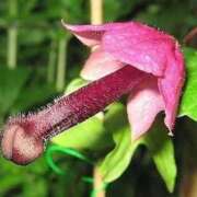 ヒメ日記 2026/02/11 16:04 投稿 るみ 逢って30秒で即尺