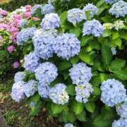 ヒメ日記 2025/06/08 19:11 投稿 小鞠 ゆず 30代40代50代と遊ぶなら博多人妻専科24時