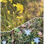 ヒメ日記 2025/03/11 15:25 投稿 あやの マダムハンズ