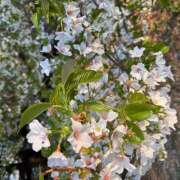 ヒメ日記 2025/04/08 14:39 投稿 あやの マダムハンズ