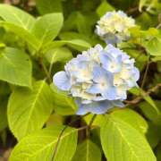 ヒメ日記 2025/06/29 11:59 投稿 あやの マダムハンズ