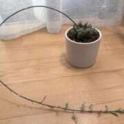 ヒメ日記 2026/01/27 12:46 投稿 みれい 吉祥寺角海老