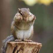 ヒメ日記 2025/09/04 00:26 投稿 みどり 吉祥寺角海老