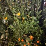 ヒメ日記 2025/08/26 23:16 投稿 れいか 吉祥寺角海老