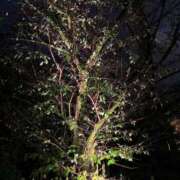 ヒメ日記 2025/10/26 23:46 投稿 れいか 吉祥寺角海老