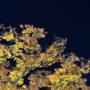 ヒメ日記 2025/11/18 23:56 投稿 れいか 吉祥寺角海老