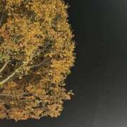 ヒメ日記 2025/11/21 23:36 投稿 れいか 吉祥寺角海老