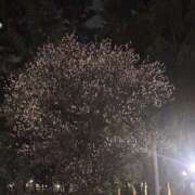 ヒメ日記 2026/03/12 23:46 投稿 れいか 吉祥寺角海老