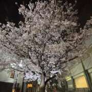 ヒメ日記 2026/03/29 00:26 投稿 れいか 吉祥寺角海老