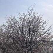 ヒメ日記 2026/03/30 15:18 投稿 れいか 吉祥寺角海老