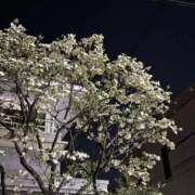 ヒメ日記 2026/04/08 23:46 投稿 れいか 吉祥寺角海老