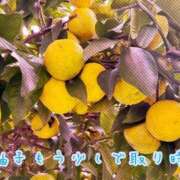 ヒメ日記 2025/11/08 09:11 投稿 すい 吉祥寺角海老