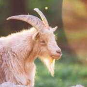 ヒメ日記 2026/02/12 09:36 投稿 すい 吉祥寺角海老