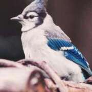 ヒメ日記 2026/03/14 09:20 投稿 すい 吉祥寺角海老