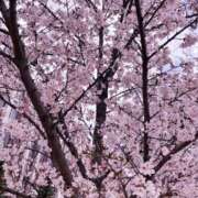 ヒメ日記 2026/03/28 09:16 投稿 すい 吉祥寺角海老