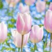 ヒメ日記 2026/04/12 09:26 投稿 すい 吉祥寺角海老