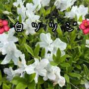 ヒメ日記 2026/04/25 09:23 投稿 すい 吉祥寺角海老