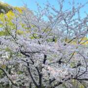 ヒメ日記 2026/04/04 05:52 投稿 一条 りいこ☆極上サービス トレビの泉(城東町)