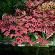 麗華～れいか～ ライトアップ🍁デート♩ トレビの泉(城東町)