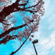 ヒメ日記 2025/03/30 08:31 投稿 のあ 西川口こんにちわいふ（シンデレラグループ）