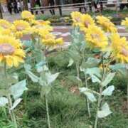 ヒメ日記 2025/04/19 09:17 投稿 のあ 西川口こんにちわいふ（シンデレラグループ）