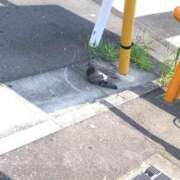 ヒメ日記 2025/07/26 08:10 投稿 のあ 西川口こんにちわいふ（シンデレラグループ）