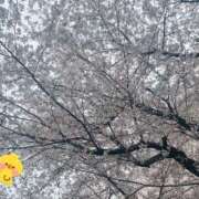 ヒメ日記 2026/04/05 08:39 投稿 のあ 西川口こんにちわいふ（シンデレラグループ）