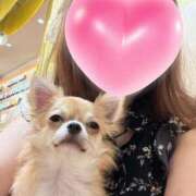 牧野 チワワのけんちゃんです☺️ 熟女の風俗最終章 横浜本店