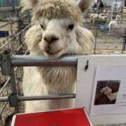 ヒメ日記 2025/02/17 18:32 投稿 しほ 脱がされたい人妻 越谷店