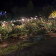 ヒメ日記 2025/11/17 11:39 投稿 しほ 脱がされたい人妻 越谷店