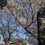 しほ お花見🌸 脱がされたい人妻 越谷店