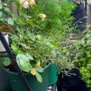 ヒメ日記 2025/05/12 12:25 投稿 佐々波エヴァ Mrs.Dandy Ueno